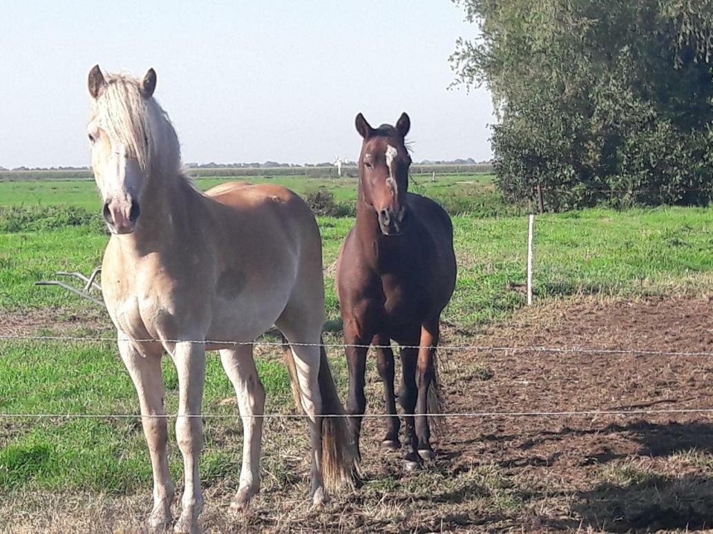 Bedstay41 Oudewater Bagian luar foto